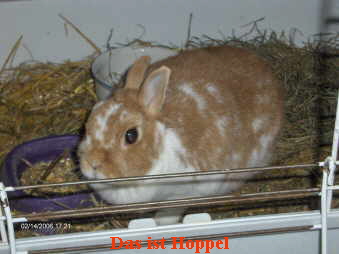 Das ist Hoppel