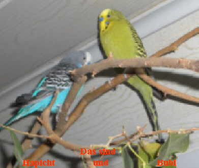 Das sind 
Hapicht               und                   Bubi