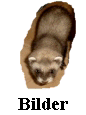 Yoshy